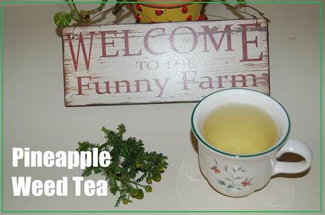 Our Little Backyard Farm: Pineapple Weed Tea - Herbal Tea: Wild edibles