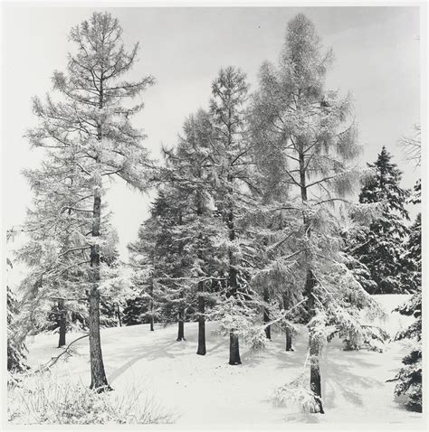 Snow Scenes, Winter, Larches, 1977 - Arnold Arboretum | Arnold Arboretum