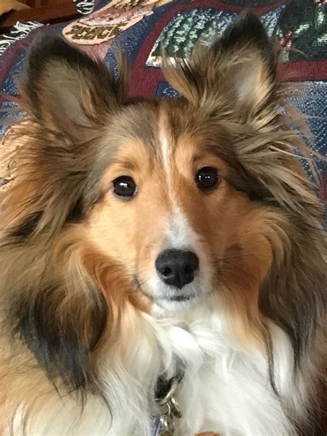 Shelties have the warmest hearts. | Shetland sheepdog, Shetland sheepdog puppies, Sheltie dogs