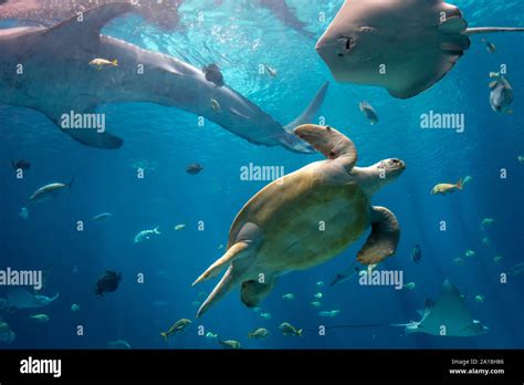 A wonderful display of ocean life at the Georgia Aquarium's Ocean ...