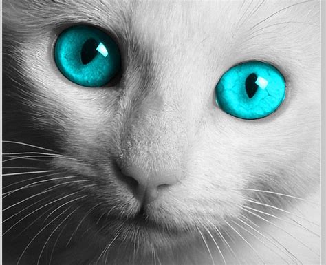 Cat Eye Wallpapers - Wallpaper Cave