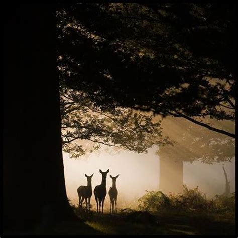 UK Wildlife Photography Competition 2010 | ePHOTOzine