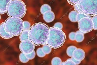 Moraxella catarrhalis bacteria, illustration - Stock Image - F022/2180 - Science Photo Library