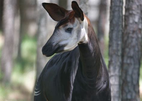 Okapi Conservation Project, Democratic Republic of Congo. www ...