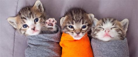 Kittens Wrapped Up Like 'Purritos' Serve Up Some Afternoon Cute - ABC News