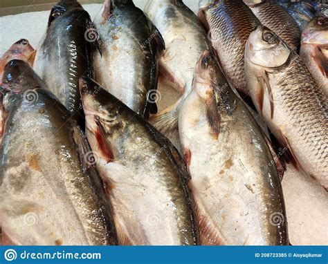 Various Types of Fish in the Fish Market are Displayed for Sale. Stock Image - Image of sale ...