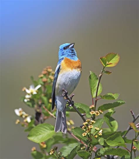 How to Identify a Lazuli Bunting - Birds and Blooms