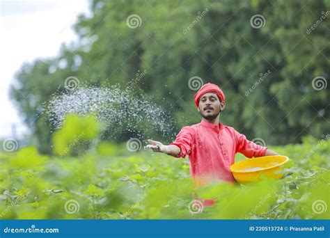 Indian Farmer Spreading Fertilizer in the Green Cotton Field Stock Photo - Image of happiness ...