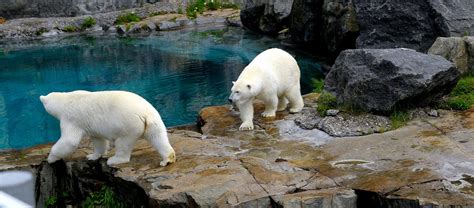 Polar bears habitat - Zoo sauvage de Saint-Félicien