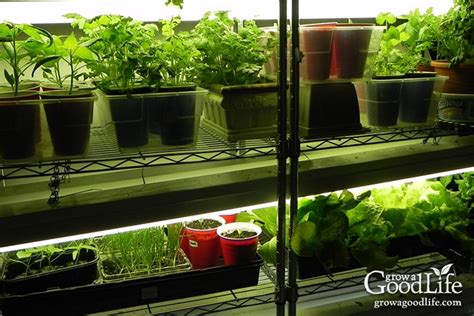 10 Steps to Starting Seedlings Indoors