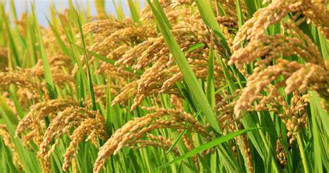 Rice Seeds Stock Video Footage - 4K and HD Video Clips | Shutterstock