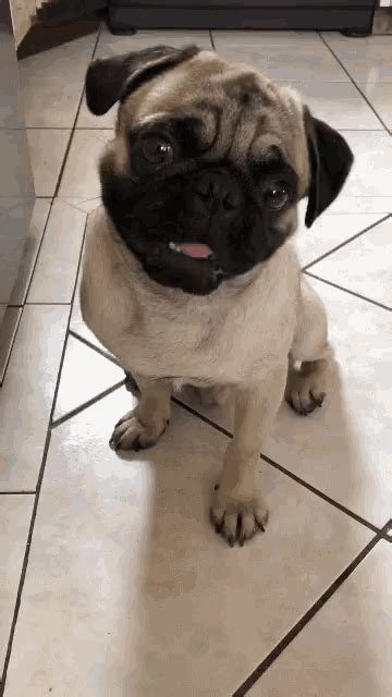 Pug Cute GIF - Pug Cute Pepe - Discover & Share GIFs