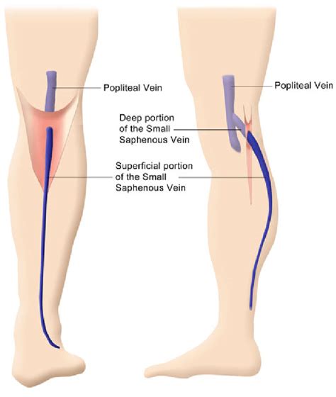 Lesser Saphenous Vein