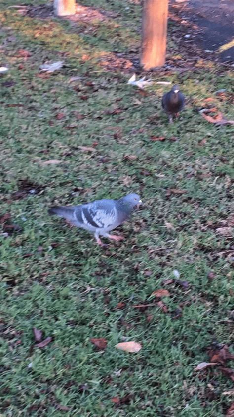 Why do pigeons bob their heads?. Answering the most important questions ...