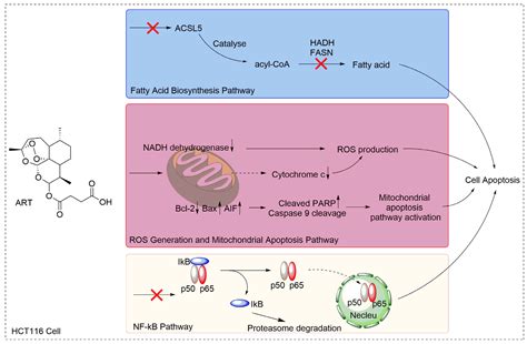 Molecules | Free Full-Text | Artesunate Activates the Intrinsic ...