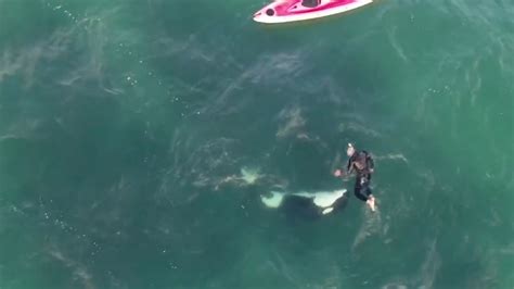 Man swims and frolics with a orca whale in the wild | Mashable