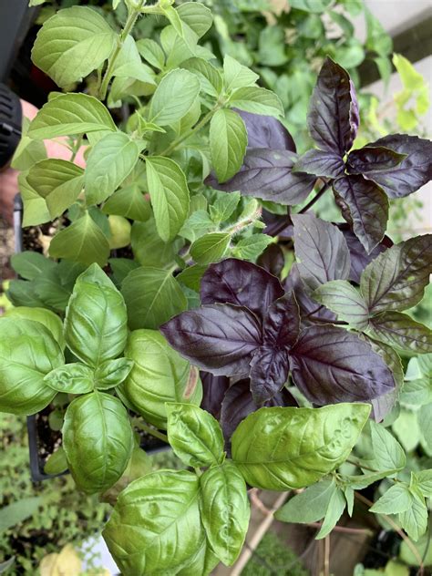 Basil – Mixed Pack (6 Varieties) – Growing North