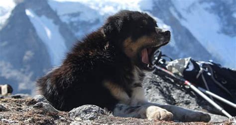 Stray Dog Joins Hikers On 24,000-Foot Himalayan Mountain Expedition