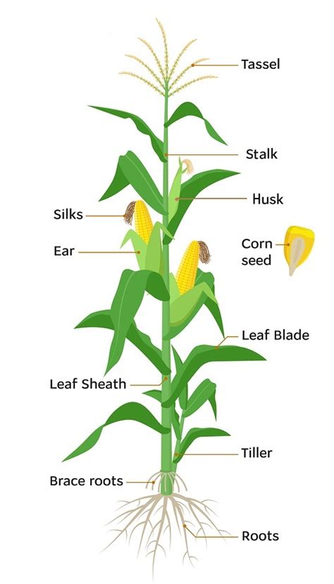 Anatomy of Corn | Weather and Corn