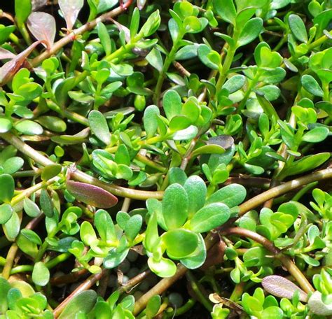 Buy Plant House Live Brahmi Perennial Creeping Herb Plant, Neer Brahmi Plant, Bacopa monnieri ...