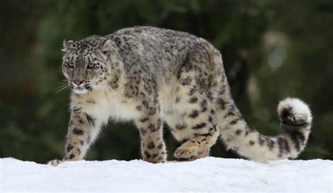 Wildlife watching in Tajikistan | Caravanistan