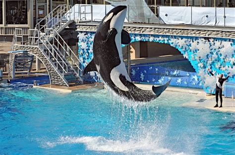 No More Orca Shows At SeaWorld