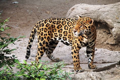 Fascinating Facts About Costa Rica’s Kings of the Wild: Jaguars