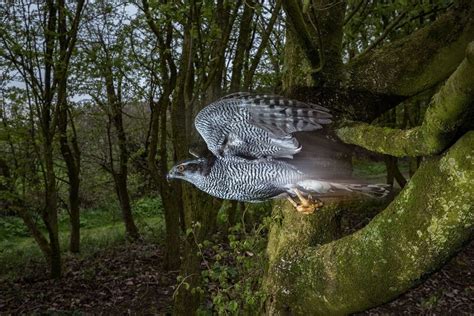 Northern Goshawk Image - ID: 308480 - Image Abyss