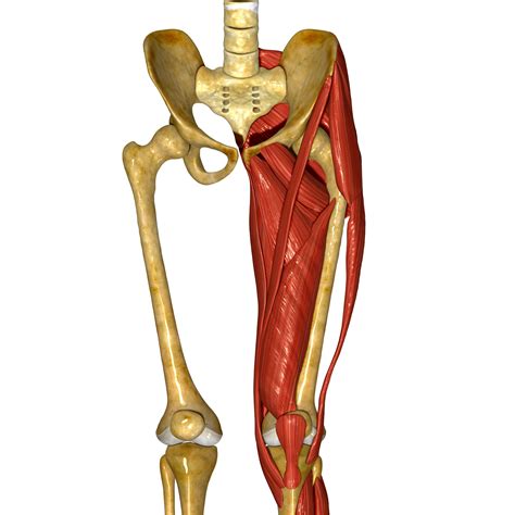 Groin Muscle Anatomy : Chronic Groin Pain (Athletic Pubalgia) : The media, a layer of muscle ...