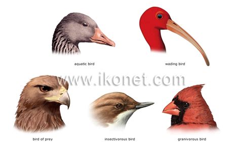 animal kingdom > birds > bird > examples of bills image - Visual Dictionary