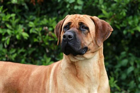 The Bullmastiff - German Shepherd Mix: Need-To-Know Facts