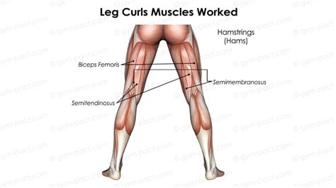 Leg Curl Benefits: How To, Tips, Muscles Worked