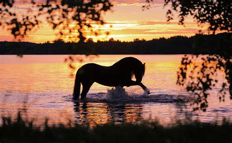 Black Horse Bathing in Sunset River Photograph by Ekaterina Druz - Pixels