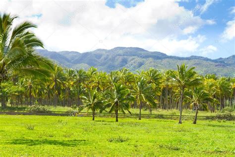 Pictures : hawaii palm trees | Hawaii Palm Tree Coconut Farm — Stock Photo © joshuarainey #37103617