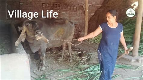 Village Life in an Saurashtra Rural areas ।। Life Of Saurashtra Farmer | buffalo - YouTube