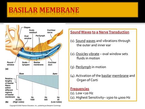 PPT - How we Hear Biology 2121 PowerPoint Presentation - ID:4154729