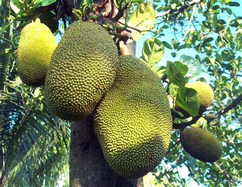 AGRITRENDS: There’s money in growing jackfruit | Edge Davao