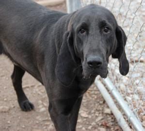 black lab/bloodhound! | Goofy dog, Animals, Big teddy bear