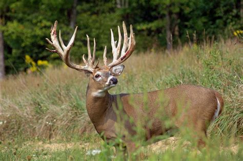 Biggest Whitetail Buck