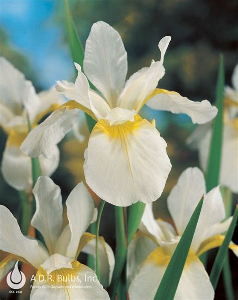 Iris Sibirica Snow Queen (Ships in Spring) Siberian Iris from ADR Bulbs