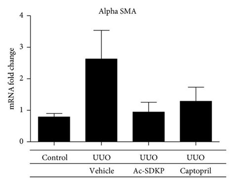 Alpha smooth muscle actin expression in renal cortical tissue. (a ...