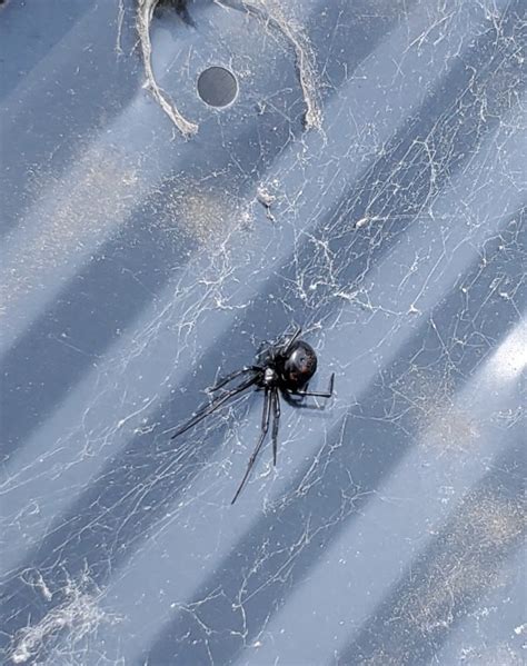 Black Widow??? North Carolina : r/whatsthisbug