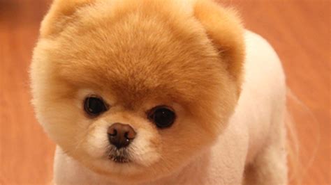 Boo, the ‘World’s Cutest Dog’ Dies – NBC 6 South Florida