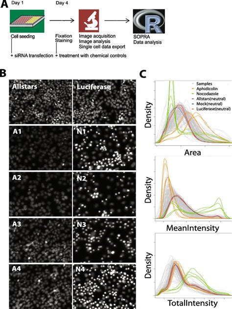 Schematic representation of the microscopic cell cycle screening assay.... | Download Scientific ...