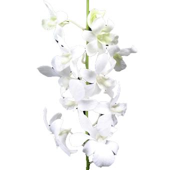 Order Bulk White Dendrobium Orchids At Wholesale Prices