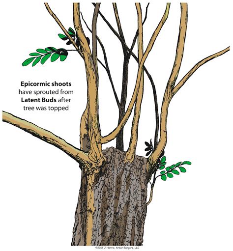 What Does a Tree Think of Pruning? | Arbor Rangers