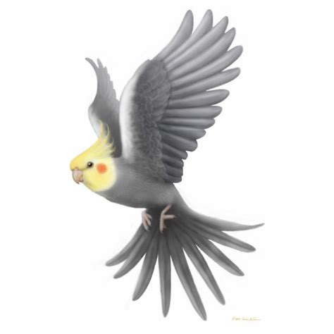 Flying Cockatiel Holiday Ornament | Zazzle | Cockatiel, Bird drawings, Parrot flying