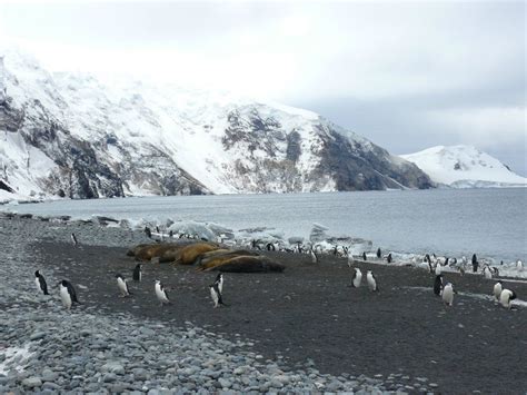 Panoramio - Photo of Southern Thule 1 | South sandwich islands ...