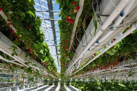 A Step-by-Step Guide to Hydroponics in Strawberry Farming - Mazero agrifood company