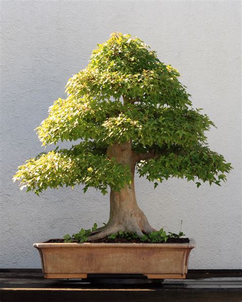 File:Trident Maple bonsai 202, October 10, 2008.jpg - Wikipedia, the free encyclopedia